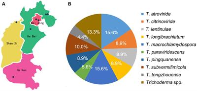 Diversity of Trichoderma species associated with green mold contaminating substrates of Lentinula edodes and their interaction